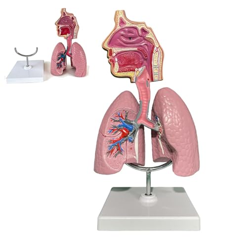 Detachable Lung Model Include Base, Human Respiratory System Anatomical Model with Head and Lungs, 3D Respiratory Lung Model for Anatomy & Physiology Teaching Tool