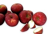 Kauffman Orchards Homegrown Rome Apples, Fresh-Picked in Lancaster County, Pennsylvania (Box of 16)