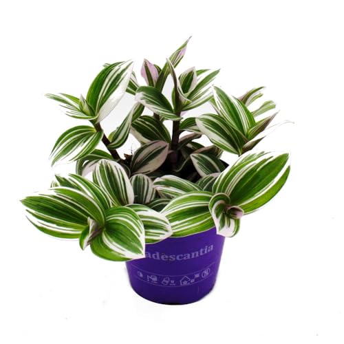 Exotenherz - Dreimasterblume - Tradescantia 'White' - pflegeleichte hängende Zimmerpflanze - 12m Topf - weiss