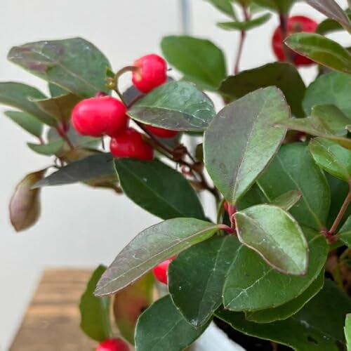 ゴールテリア (チェッカーベリー) 2.5号 (直径7.5cm) 1株 ポット苗 鉢植え 寄せ植え 花壇 グラウンドカバー クリスマス飾り 正月飾りのサムネイル