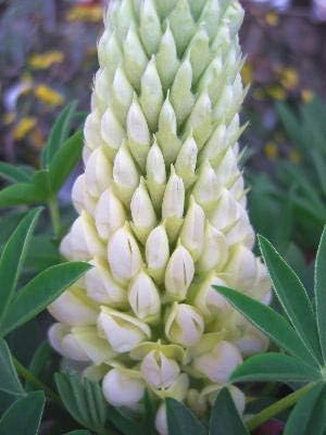 Amazon 花苗 耐寒性宿根草 早咲きルピナス リリアン ホワイト４号ポリポット苗 花