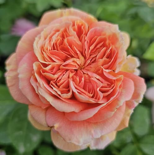 Ma Cherie Roses - Alchymist Climbing Rose, 2 Quart Potted