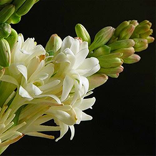 Nardos bulbos.Bulbos de nardo - Ideal para decorar jardines.- Pétalos de colores variados（NVNJHJN）.-4 bulbos-E