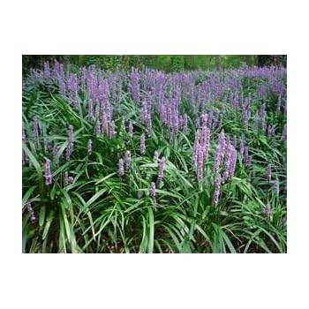 Amazon.com : (1 Gallon) Liriope Muscari 'Big Blue'' Monkey Grass ...
