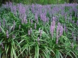 Pixies Gardens (18 Count Flat-3.5" Pots) Liriope Muscari 'Big Blue'