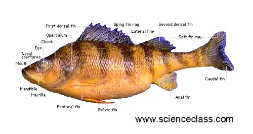Amazon.com: DissectionWorks - Perch : Software