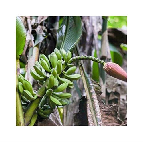 Pcs - 10x Musa (Bananier) Kamengensis Melon-Banane Jardin Plantes - Graines ID504 - Seeds & Plants Shop by Ipsa