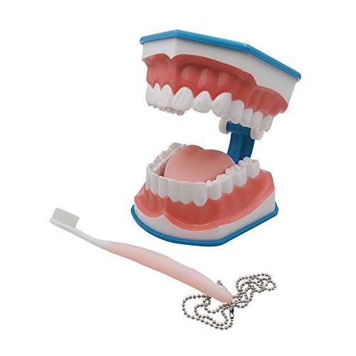2 Times Large Dental Teeth Model, YOUYA DENTAL Teaching Model Study Brushing Tooth Model Tools with Toothbrush Denture Model with Tongue for Kids Oral Care Teaching Model