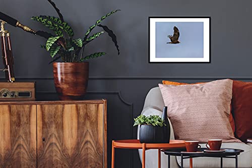 Poster met lijst Bruine kiekendief - Poster met lijst bruine kiekendief die in lucht vliegt - 40x30 cm - Afbeelding 4