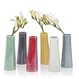 Chive - Set of 6 Galaxy, 1.5