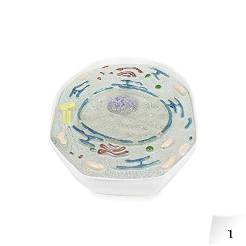 Image of Parco Scientific PB00136 Animal Meiosis 3D Model | 10 Stage Meiosis Demonstration | Biology Classroom Cell Division Display | Detailed Open Cell Organelles | Pieces Equipped with Stand | W Manual