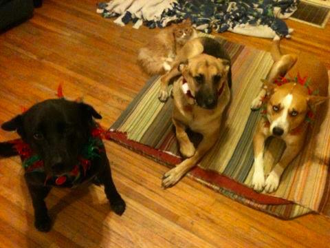 An absolute must read for those considering protection training!!!!