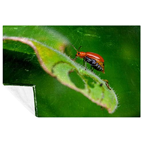 Couverture chaude motif insectes pour stopper le froid sur le canapé