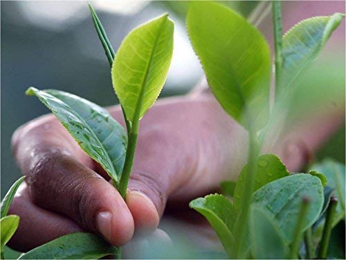 Miniatura 4 de Basilur  Paquetes de recambio verde jazmín  Té verde sin OGM  100 g 352 oz paquete de 2