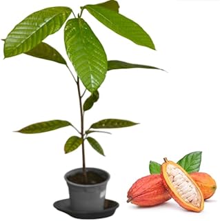 Theobroma Cacao Tree Live Plant Tropical Cacao Shurb 8-12 Inch Tall Half Gallon