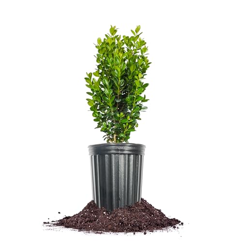 Sprinter Boxwood 1 Gallon