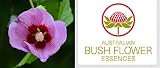 STURT DESERT ROSE Fiori Australiani Miscela Pronta All'Uso 30 Ml SENSI DI COLPA RIMPIANTI/Integrità Personale BUSH FLOWER