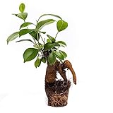 Ficus Ginseng Natural un Mini Árbol de Interior para Alegrar tu Hogar