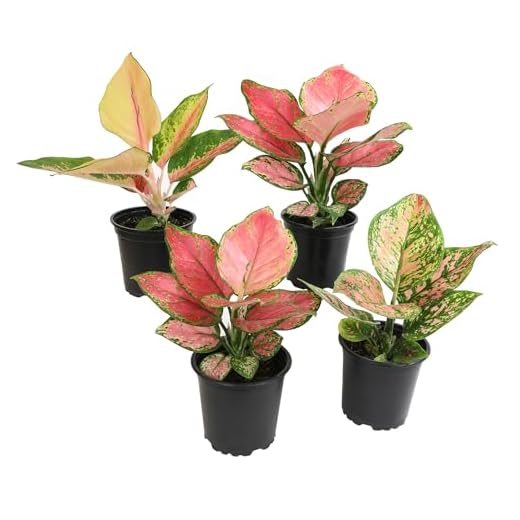 Assorted Chinese Evergreen Indoor Plant Set