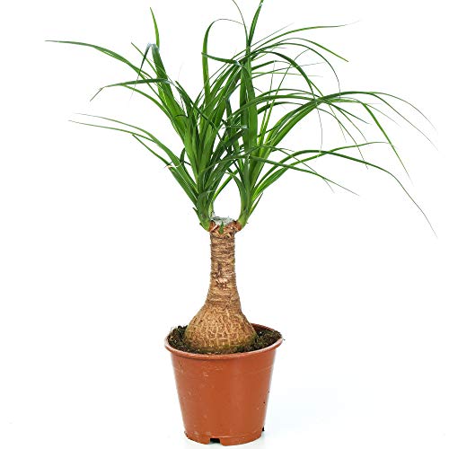 Beaucarnea Recurvata Nolina Tall - Ponytail Palm | Indoor Plant for Home or Office (30-40cm Incl. Pot)