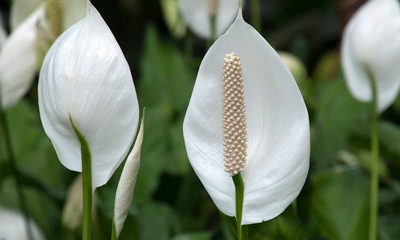 Image of Original Live Peace Lily or Spathiphyllum Plant Air purifier Good luck plant (Pack of 1 Without Pot)