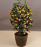 Pezzi commestibili Semi di Frutta Mandarino IndoorCitrusMandarin Arancia SeedsSeed Fiore;Seeds Only