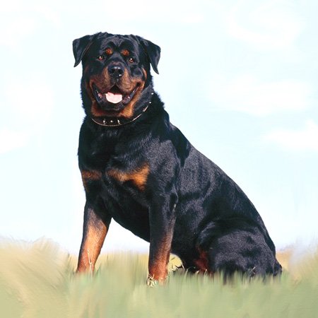 Rottweiler 2 prises de prise 3dRose Plaque murale double pour décoration intérieure