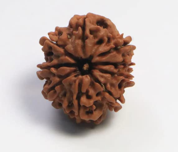 USPTO Nav Mukhi Rudraksha Original Certified by IGL Rutracham Ruthratcham Natural Nepali 9 Mukhi Rudrachh | Nau Mukham Rudracham Nine Faced Rudraksh with Silver Cap नव मुखी रुद्राक्ष