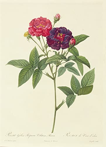 Toile abstraite Rosa Gallica pour habiller un grand mur vide de salon