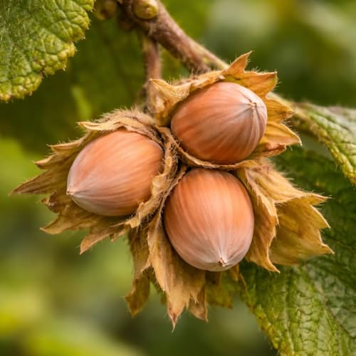 American Hazelnut Tree - 6-12" Tall Live Plant - 4" Pot - Filbert Nut Tree - Corylus Americana
