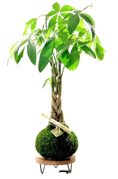 Kokedama Pachira Aquatica Planta de Salón - DECOALIVE - Elaboración Artesanal - Árbol del Dinero con Musgo