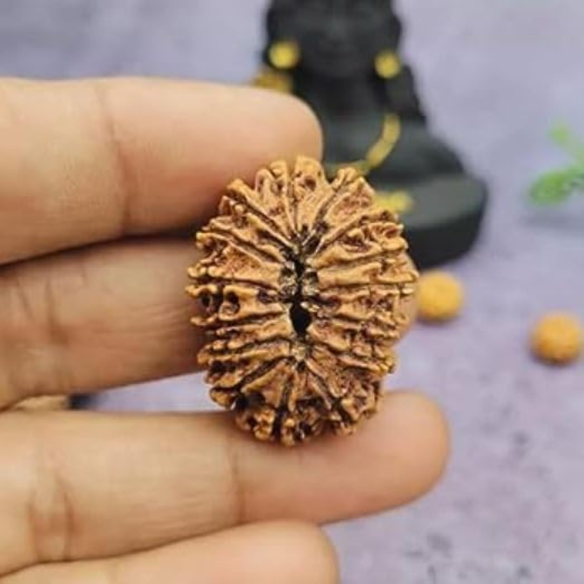 Original 15 Mukhi Rudraksha, Lab Certified and Blessed