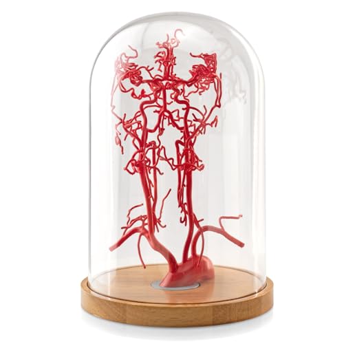 2026 New Life-Size Intracranial Brain Artery Model, High-Precision Whole Brain Vascular Model Intracranial Vascular Education Displa for Medical Learning Teaching