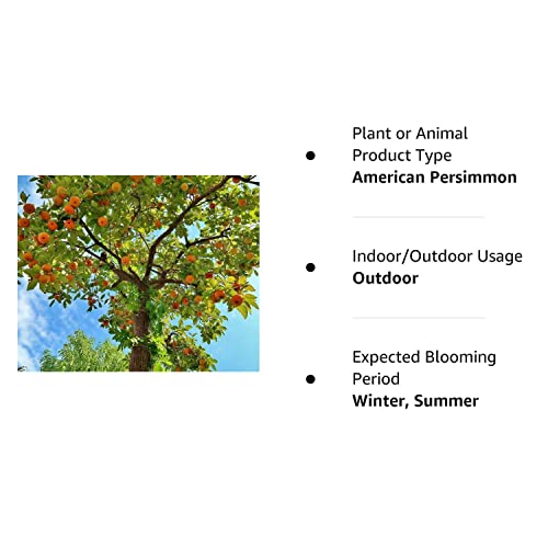 American Persimmon Tree - 6-12" Tall - 4" Pot - Live Plant - Diospyros Virginiana #TOP7
