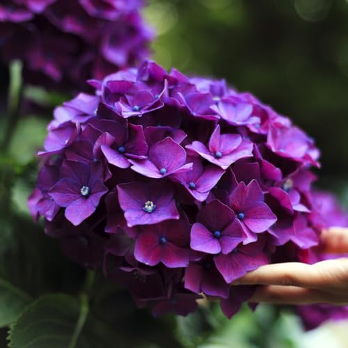 Image of M-Tech Gardens Hydrangea Flowering Plant (Purple, Hybrid) Exotic 1 Live Flowering Plant