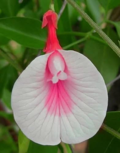 Image of Butterfly Pea Mixed Color Flower Seeds, 35 Count, Double and Single Petals, Medicinal Climbing Vine for Outdoor Garden, Shankhpushpi Hybrid Seeds with Blue, Red, Pink, Yellow Blooms. NLH 9