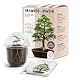 Happyseed Grow2go Bonsai