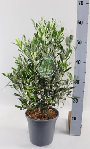 Echter Olivenbaum Wildform 50-60 cm – Mediterranes Olivenbäumchen im Topf Ø 17 cm – Olea europaea für Balkon, Terrasse & Garten – Zierpflanze winterhart, immergrün, pflegeleicht
