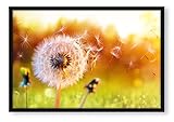 Pixxprint Nahaufnahme Pusteblume Sonnenuntergang, Poster im Bilderrahmen, Format: 38x30cm, Kunstdruck gerahmt