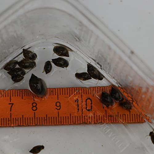 20 Blasenschnecken, Mindestgröße 3 mm, Futterschnecken für Fische, Krebse, Garnelen