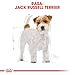 Royal Canin Jack Russel Adult 1,5 kg, 1er Pack (1 x 1.5 kg)