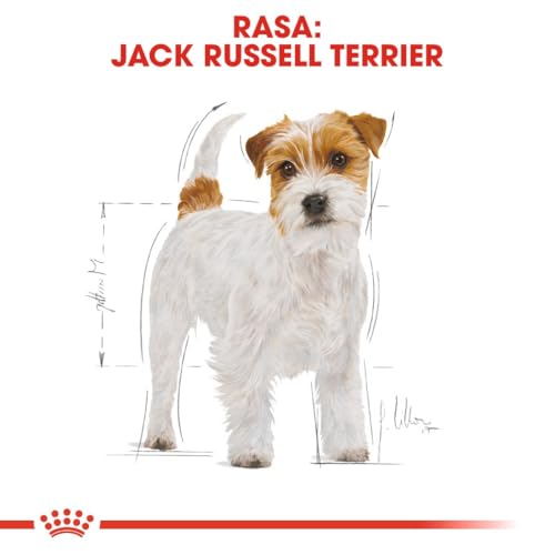 Royal Canin Jack Russel Adult 1,5 kg, 1er Pack (1 x 1.5 kg)