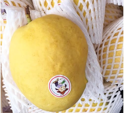Image of Nursery Sein Ta Lone originated in Myanmar. Mango Plant (Grafted Plant Height 2 Feet) Hybrid 1 Healthy Live Fruit plant For Home Garden Fruit After 2-3 Years Aam King of fruits