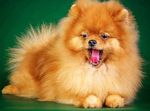 Peinture au diamant 5D chiot pour décorer votre maison avec une broderie artisanale