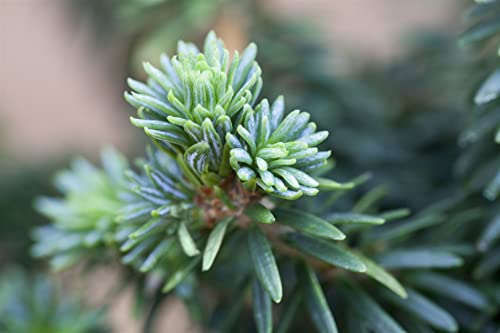 Abies balsamea 'Piccolo' 20-25 cm – Winterhart, Immergrün,...