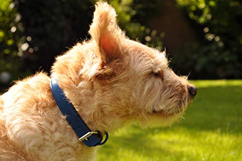 Schnüffelfreunde Halsband für Hunde aus Leder, Hundehalsband für den großen, mittleren und kleinen Hund, Lederhalsband gepolstert, robust (L - 36-45cm, Blau)
