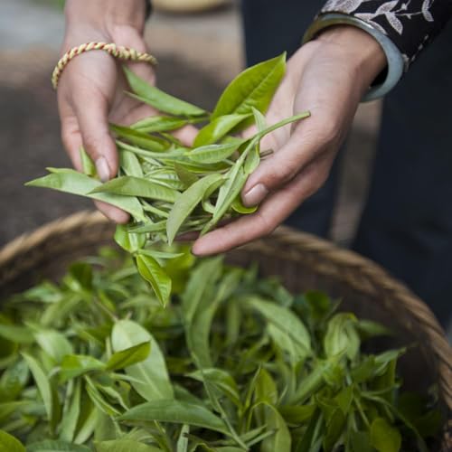 Té verde suelto orgánico wellness brasileño 3.5 oz miniatura 5