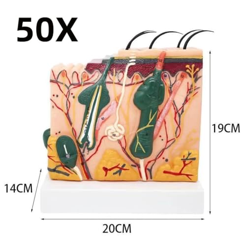 Modèle de peau élargi AMITD 5 pièces pour affichage dermatologique