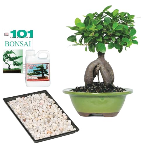 Brussel's Bonsai Ginseng Ficus Indoor Bonsai Kit