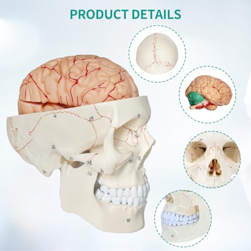 Image of SFXYJ Human Skull Brain Anatomy Model, 2024 New Anatomy Skull Model 11 Parts Detachable W /Sutures Anatomical Skull Model with Labeled Numbered for Medical Student Study
